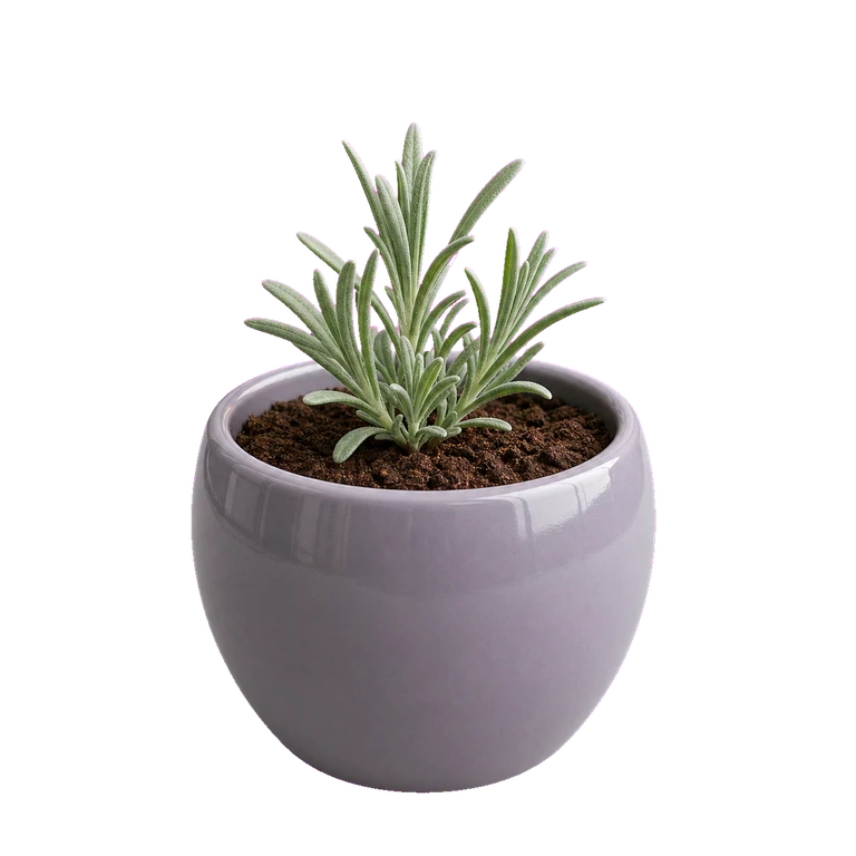 A young lavender plant with a few silvery shoots in a lilac pot