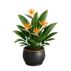 Bird of Paradise in full bloom