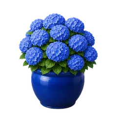 Blue Hydrangea in full bloom