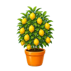 Meyer Lemon, fully grown