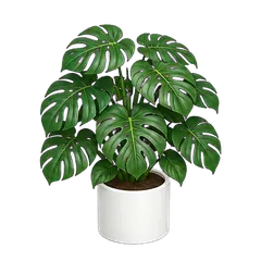 Monstera, fully grown