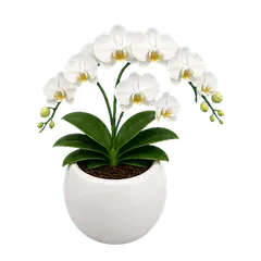 Ivory Orchid in full bloom
