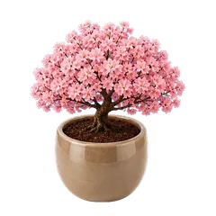 Cherry Blossom tree in full bloom
