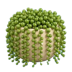 String of Pearls, fully grown