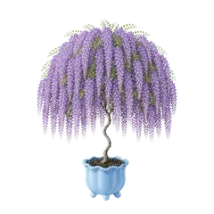 Wisteria Fall in full bloom