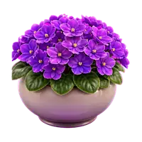 African Violet in full bloom