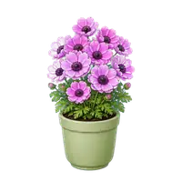 Wind Anemone in full bloom