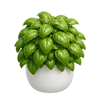 Sweet Basil, fully grown
