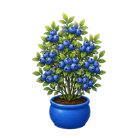 Blueberry, fully grown