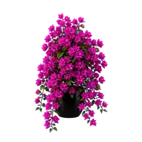 Bougainvillea Cascade in full bloom