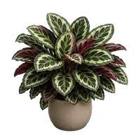 Calathea, fully grown
