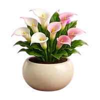 Calla Lily in full bloom