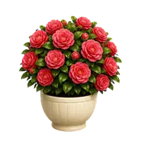 Rose Camellia in full bloom