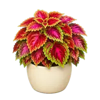 Painted Coleus, fully grown