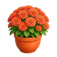 Coral Zinnia in full bloom