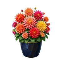 Dahlia Firework in full bloom