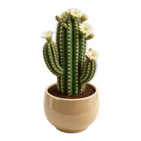 Desert Cactus, fully grown