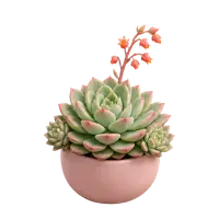 Echeveria Rosette, fully grown