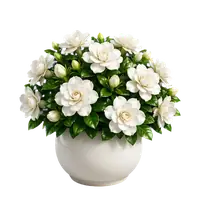 Pearl Gardenia in full bloom