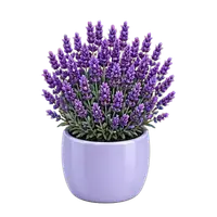 Lavender Mist in full bloom
