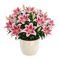 Stargazer Lily in full bloom