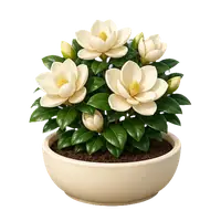 Bowl Magnolia in full bloom
