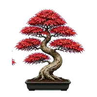Maple Bonsai, fully grown