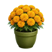 Golden Marigold in full bloom