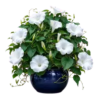 Moonflower in full bloom