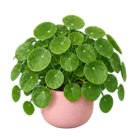 Pilea, fully grown