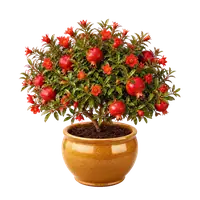 Pomegranate, fully grown