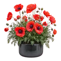 Silk Poppy in full bloom