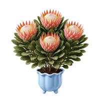 Protea Crown in full bloom