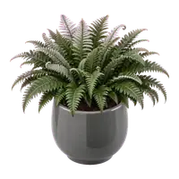Silver Fern, fully grown