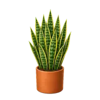 Snake Plant, fully grown