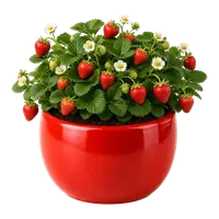 Strawberry plant, fully grown with ripe berries