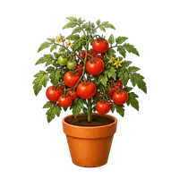 Cherry Tomato plant, fully grown with ripe tomatoes