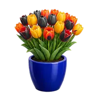 Tulip Cup in full bloom